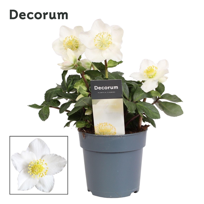 <h4>Helleborus Christmas Carol Decorum (M) met etiket</h4>