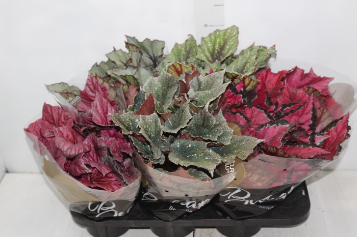 <h4>BEGONIA BELEAF P15 PO</h4>