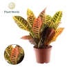 Codiaeum Petra