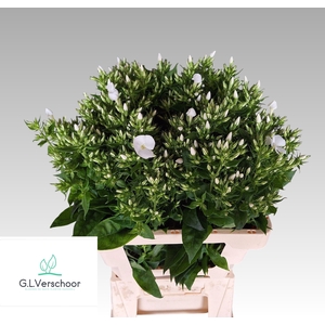 PHLOX PANICULATA OV