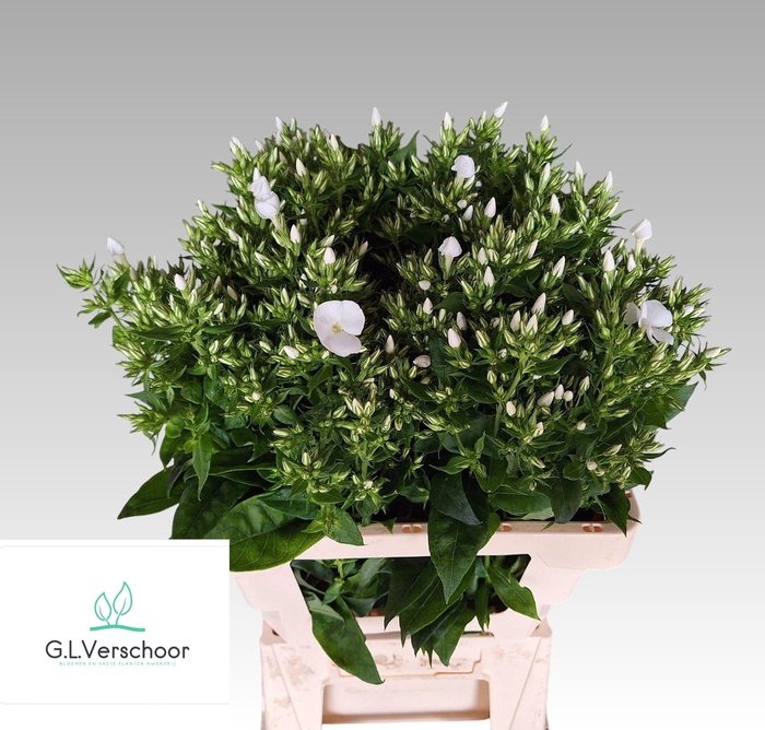 <h4>PHLOX PANICULATA OV</h4>