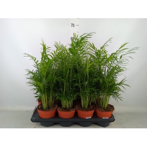 Chamaedorea elegans