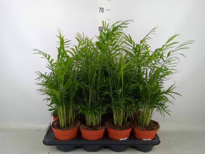 <h4>Chamaedorea elegans</h4>