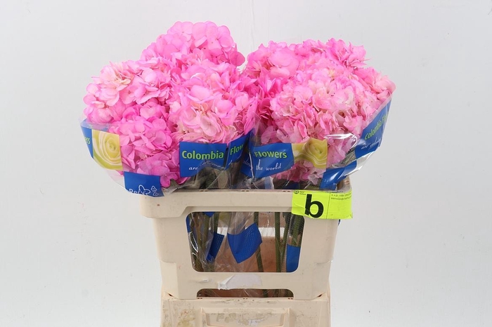 <h4>Hydr Perla Rosa</h4>