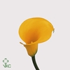 Zant Florex Gold