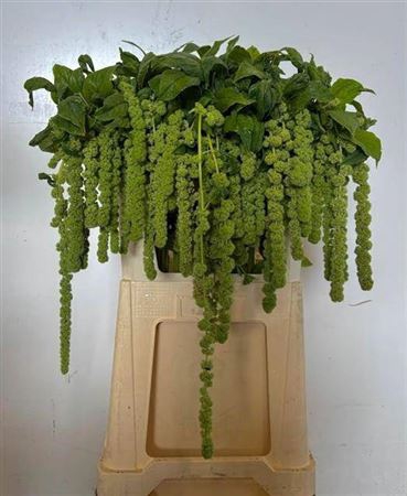 <h4>Amar Ca Cycloop Groen</h4>