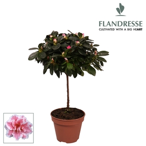 Azalea Flandresse® stam 'bont' 20 - 22 cm