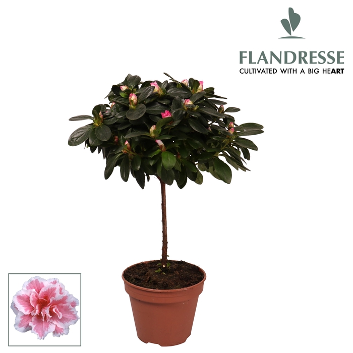 <h4>Azalea Flandresse® stam 'bont' 20 - 22 cm</h4>