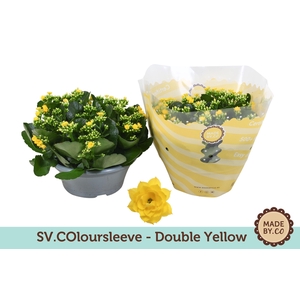 Kalanchoë Double Yellow in SV.COloursleeve