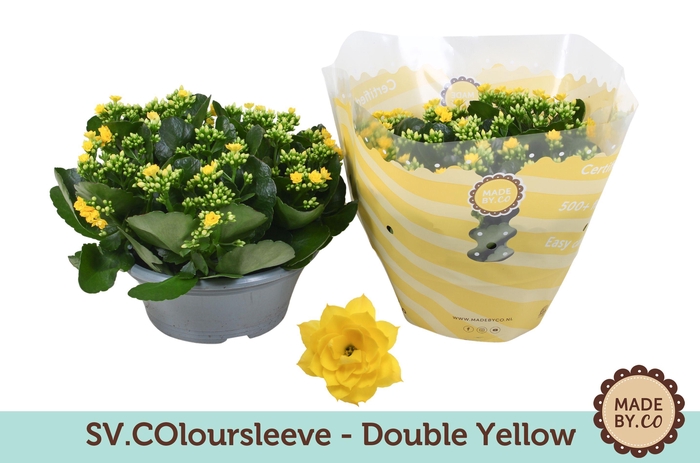 <h4>Kalanchoë Double Yellow in SV.COloursleeve</h4>