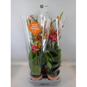 Phalaenopsis multi. 'Ant Bolgheri'