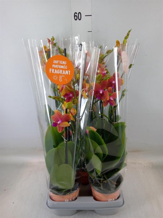 <h4>Phalaenopsis multi. 'Ant Bolgheri'</h4>