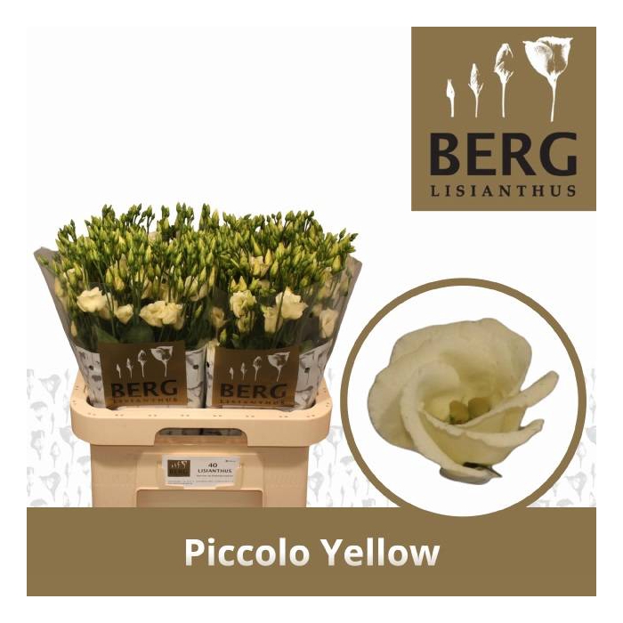 <h4>EUS E PICCO YELLOW</h4>