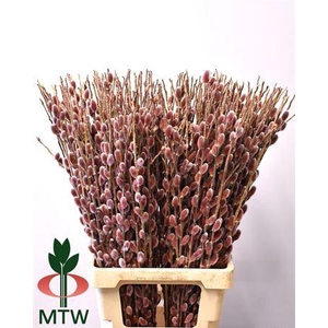 Salix Ch Red Passion