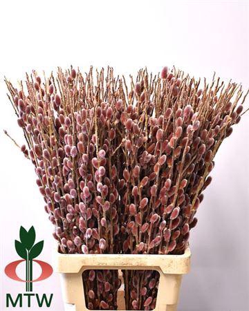 <h4>Salix Ch Red Passion</h4>