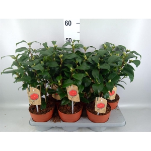 Camellia   ...mix 3
