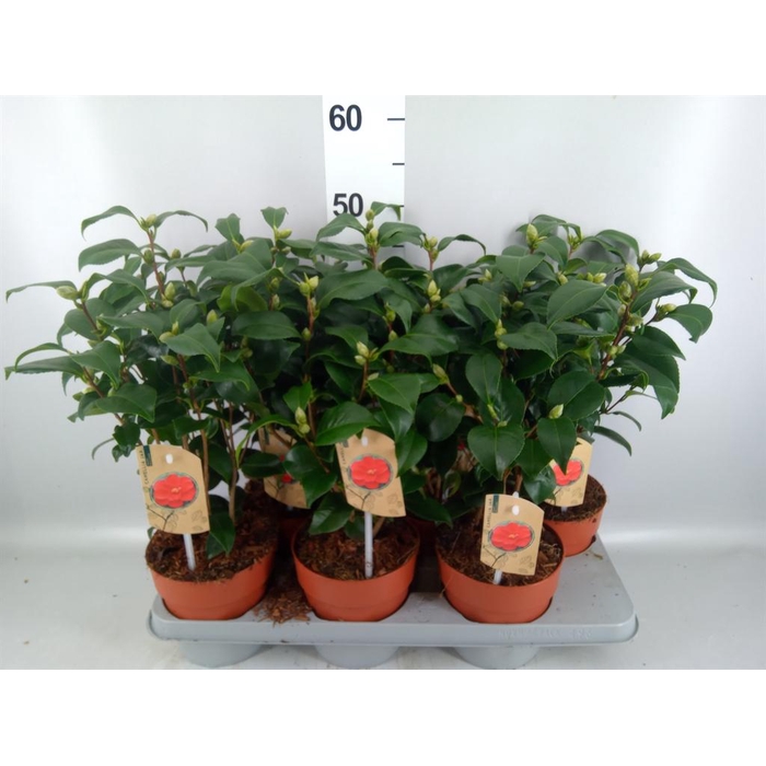 <h4>Camellia ...mix 3</h4>