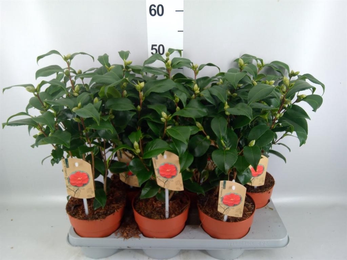 Camellia   ...mix 3