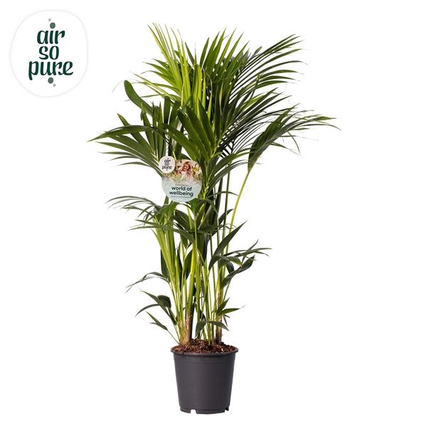<h4>KENTIA - P24 H130 - 8PP - Air So Pure (Howea forsteriana)</h4>