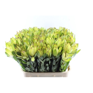 Leucad Saf Goldstrik