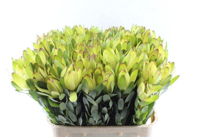 <h4>Leucad Saf Goldstrik</h4>