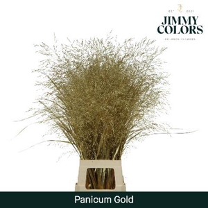 Siergras L90 Mtlc. Goud