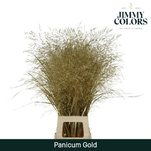 Panicum L90 Mtlc. goud