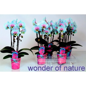 PHAL OV