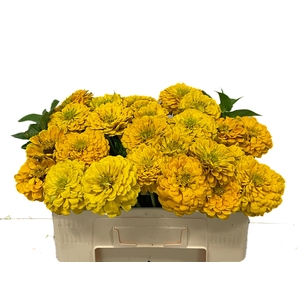 ZINNIA ELEGANS
