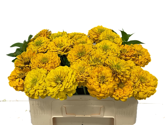 <h4>ZINNIA ELEGANS</h4>