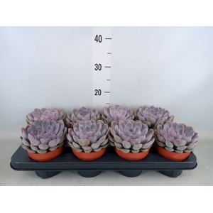 Echeveria  'Summer'