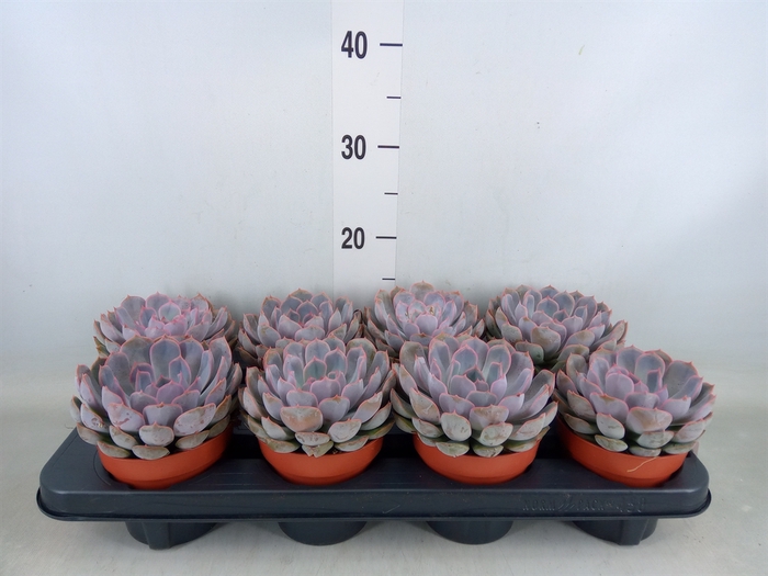 <h4>Echeveria  'Summer'</h4>