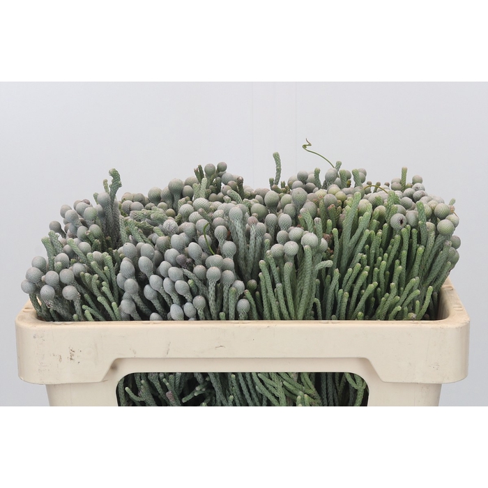 <h4>Kaaps Groen Silver Brunia</h4>