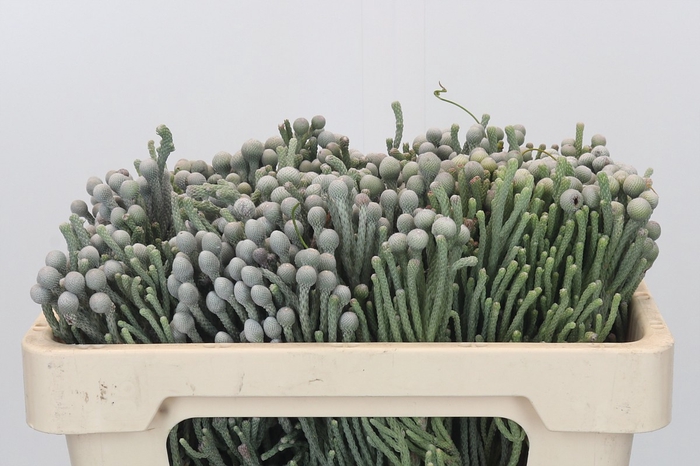 <h4>Kaaps Groen Silver Brunia</h4>
