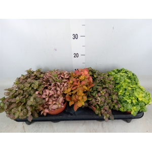 Fittonia   ...mix
