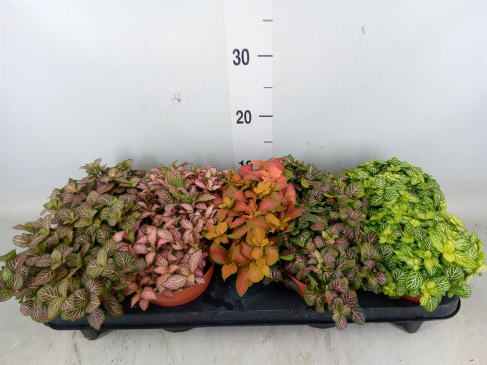 <h4>Fittonia   ...mix</h4>