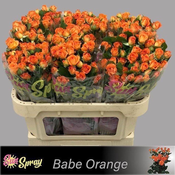 <h4>Rosa spray babe</h4>