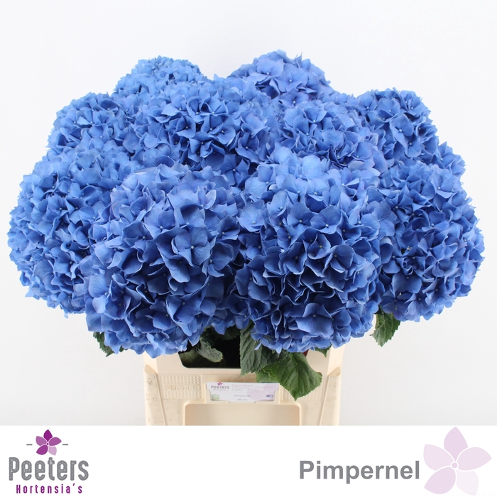 <h4>HYDR M CH PIMPERNEL</h4>