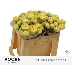R Tr Lemon Trendsetter Voorn Seasons