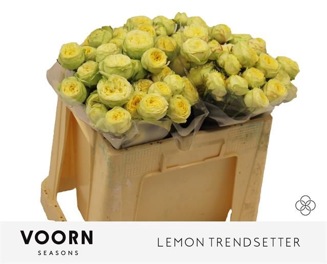 <h4>R Tr Lemon Trendsetter Voorn Seasons</h4>