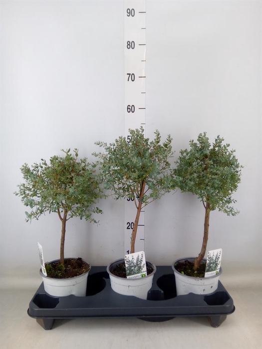 <h4>Eucalyptus gunnii</h4>