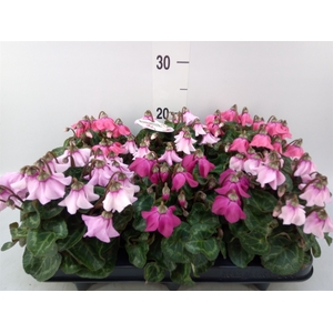 Cyclamen KL 'Petticoat'