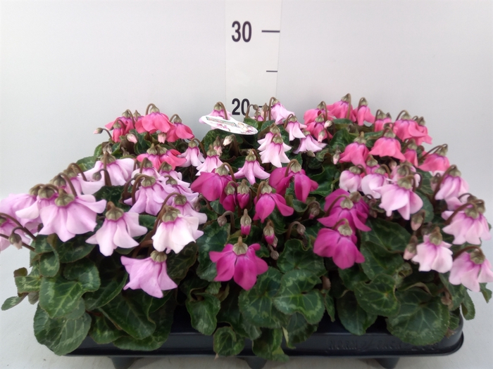 <h4>Cyclamen KL 'Petticoat'</h4>