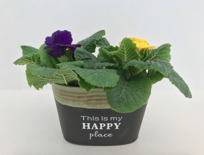 <h4>Primula Zink Happy (2x Prim)</h4>