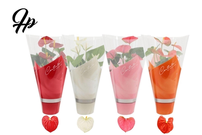 <h4>Anthurium   ...mix 4</h4>