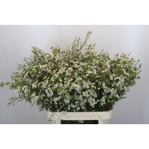 Chamelaucium Dancing Queen White