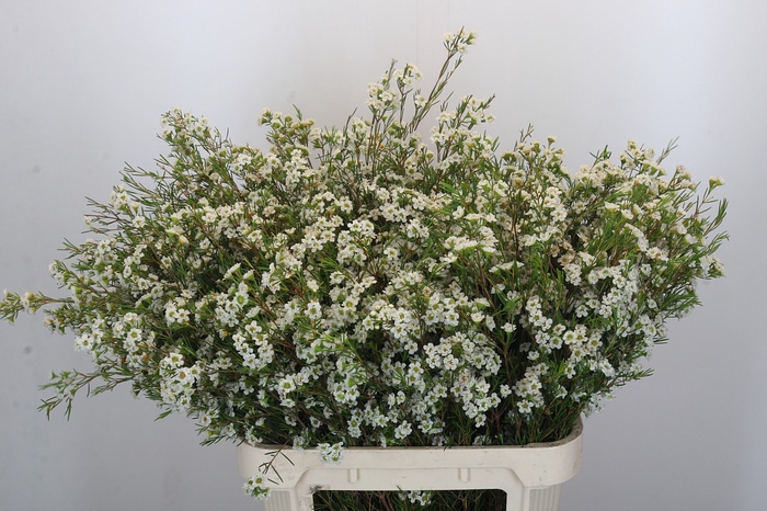 <h4>Chamelaucium Dancing Queen White</h4>