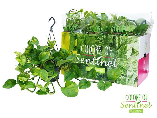 <h4>Epipremnum pinn. 'Global Green'</h4>