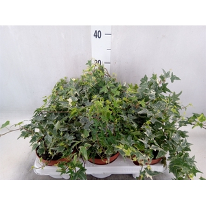 Hedera helix 'Mona Lisa'