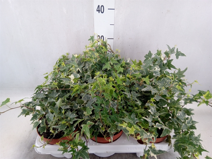 <h4>Hedera helix 'Mona Lisa'</h4>